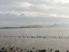 -福田红树林生态公园