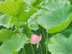 -桂湖森林公园