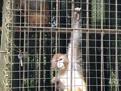 -武陵山森林公园