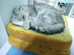 -喵的天空名猫咖啡馆·撸猫·猫舍·用品