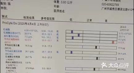 广州的猫咪求输血 从四楼摔下来