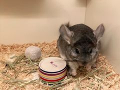 -龙猫仔乐园(惠福东路店)