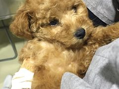 -特一安24小时宠物医院·骨科·中兽医