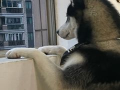 -Husky Go! 哈士奇体验馆·宠物咖啡厅狗咖