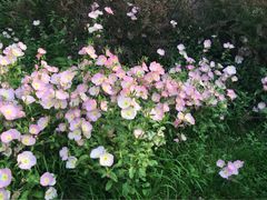 iphone_upload_pic-景山公园