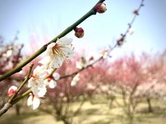 -蜀冈西峰生态公园