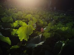 -四川大学(华西校区)