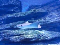 -海合安武汉极地海洋公园