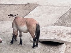 -石家庄市动物园