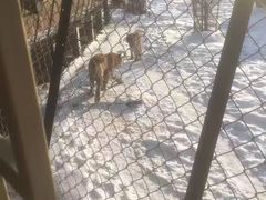 -横道河子东北虎林园