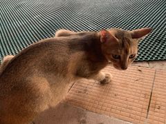 -ခြောက်ထပ်ကြီးရွှေသာလျောင်းဘုရားကြီး