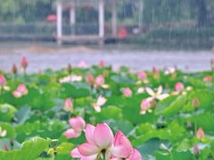 -荔湾湖公园