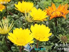 -上海鲜花港