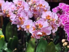 -双季花艺园艺市场(浦东店)