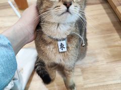 -楼上猫咖(罗湖店)