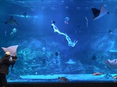 -烟台海昌鲸鲨海洋公园