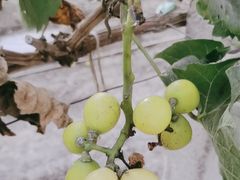 -马陆小张葡萄园农家乐