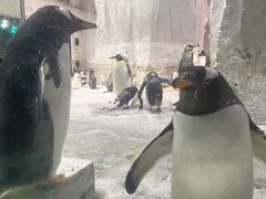 -大连圣亚海洋世界