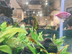 -阿莉餐厅(枣阳路店)