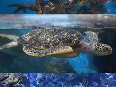-海合安武汉极地海洋公园