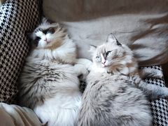-滚猫咖啡·猫咖·猫友好撸猫(未来城店)