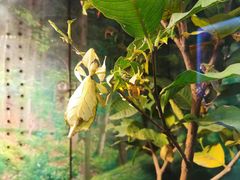 -上海大自然野生昆虫馆(东方明珠·爬宠昆虫探索中心)