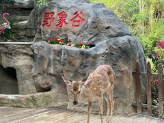 -野象谷景区