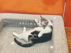 -狗道宠物(常熟印象城店)