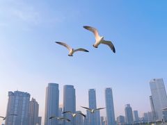 -大连星海广场音乐喷泉