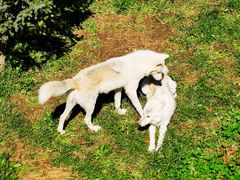 -石家庄市动物园