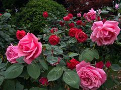 -铁山坪森林公园