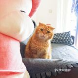 4年前家人在宠物店看到它，说是原来的家庭不能再养猫