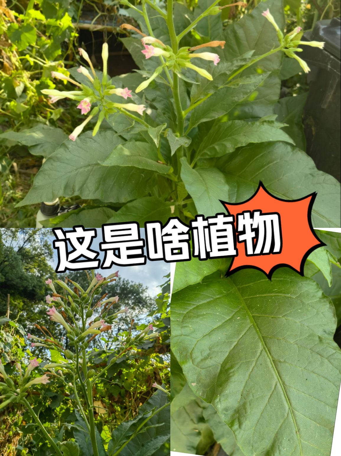 只有一片叶子的植物图片