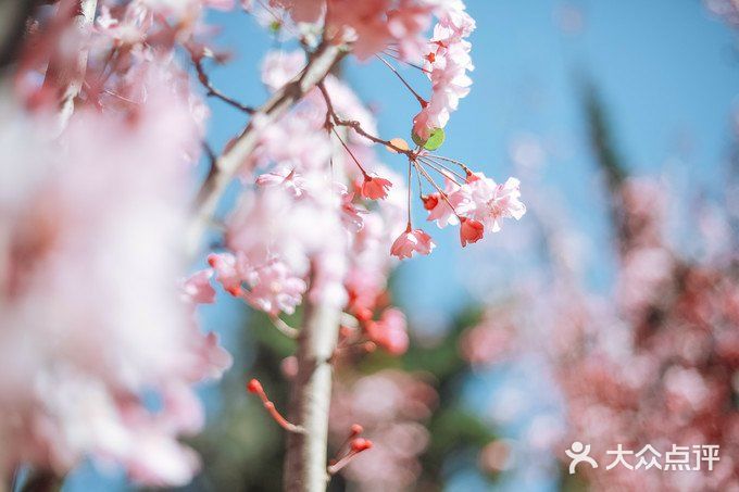 昆明拍照攻略——圆通山