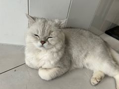 -关爱宠物医院·猫科中心·消化科(滨湖万达分院)