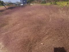 -杭州湾海上花田景区