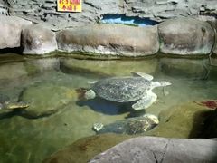 -马拉桑果汁(龙头路总店)