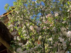 -香格里拉唐卡画院