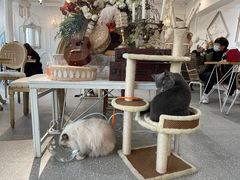 -共舞时光猫咖·狗咖(新街口店)