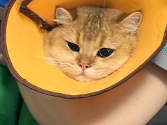 -瑞派先诺宠物医院•猫专科•普外科•中兽医(佛山院)