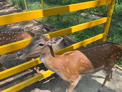 -合肥滨湖国家森林公园