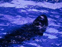 -上海海昌海洋公园-冰山北极馆