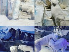 -海合安成都极地海洋公园