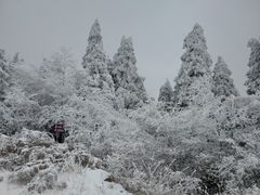 -武陵山森林公园