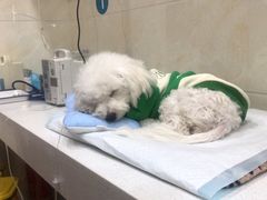 -乖乖乐动物医院(小汤山分院)