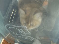 -纳吉亚猫专科动物诊疗中心(蒋宅口分院)