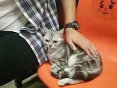 -猫咪博物馆(顶澳仔猫街店)