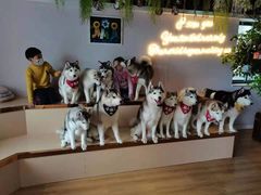 -Husky Go! 哈士奇体验馆·宠物咖啡厅狗咖