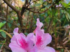 -荔香公园