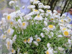 -硗碛藏寨·神木垒景区